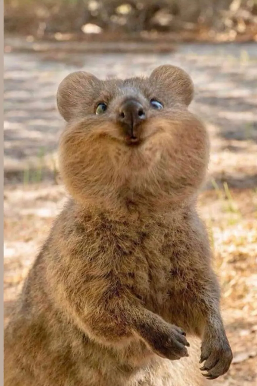Een quokka die lacht
